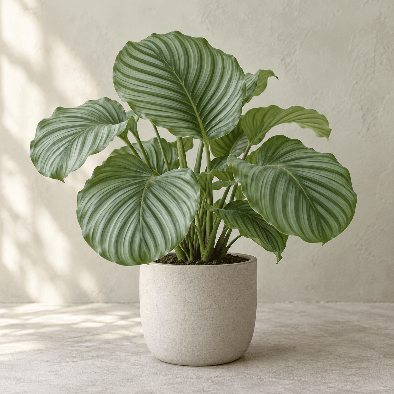 Calathea