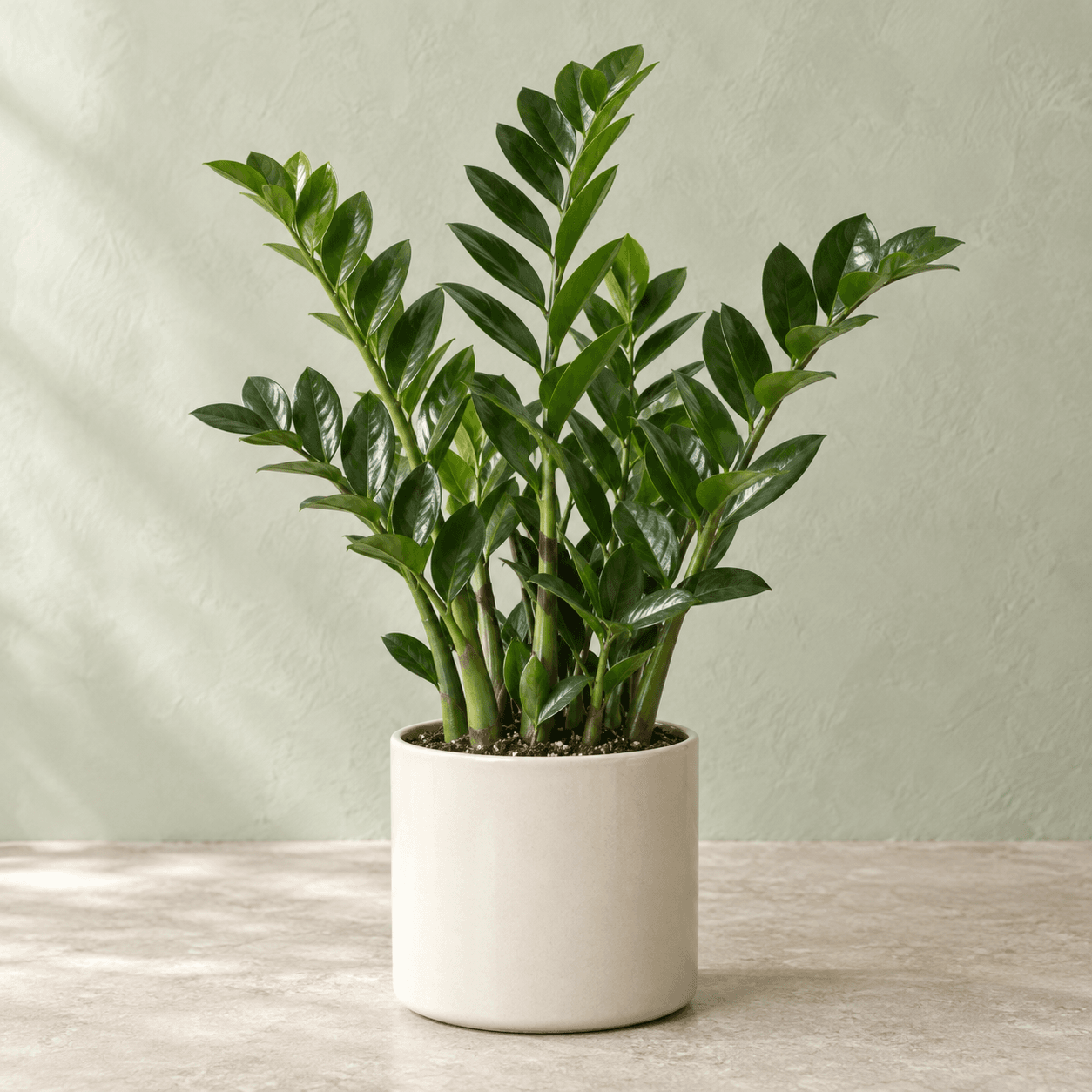 Zamioculcas