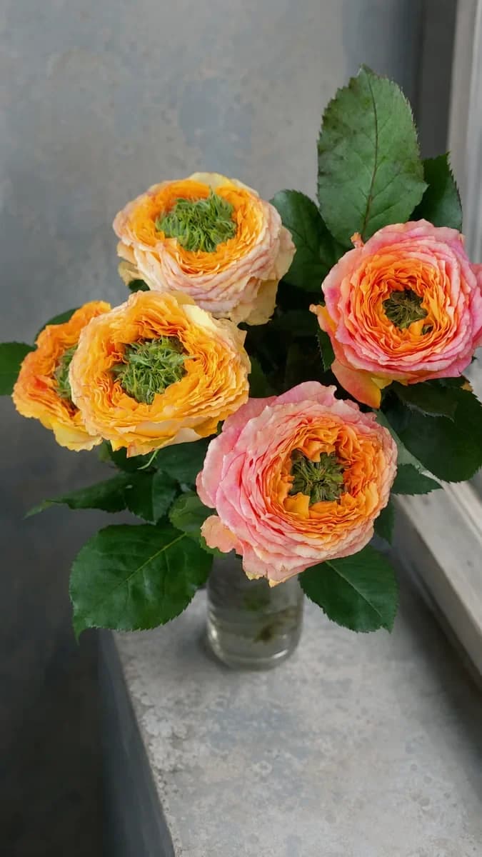 Blütenlachen: Orangetöne