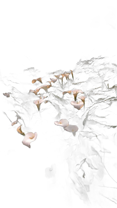 Detail einer einzelnen weißen Calla in klarer Glasvase