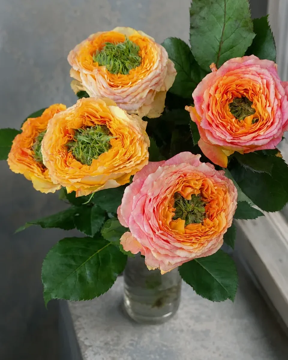 Blütenlachen — Pusteblume Halle (Saale)